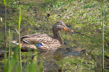 female duck or just duck looking for food in a pond with a lot of algae