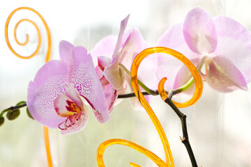 Pink orchid flowers with supporting sticks curl up on the windowsill