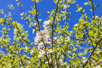 Obraz premium Flowering apple tree branches a sunny spring day
