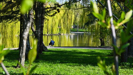 colorful park in spring. yellow willows hang over the lake. reflection of trees in the lake.