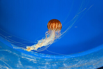 Chrysaora melanaster.Jellyfish swimming in the water.