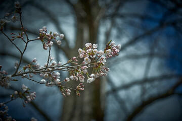 Cherry Blossoms
