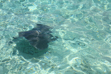 Stingray swims underwater in South Pacific Ocean, French Polynesia.