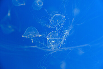 Tima formosa.Hydrozoan jellyfish swimming in the water.