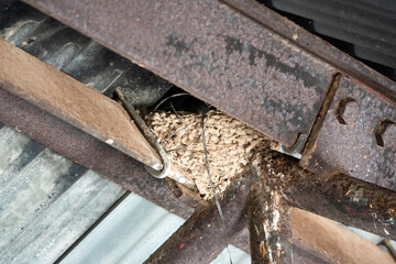 barn swallow nest (Hirundo rustica) in a barn roof apex