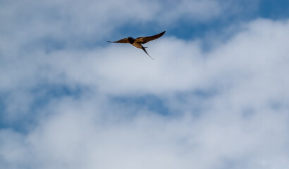 a barn swallow (Hirundo rustica) in flight under a blue spring sky, white cloud