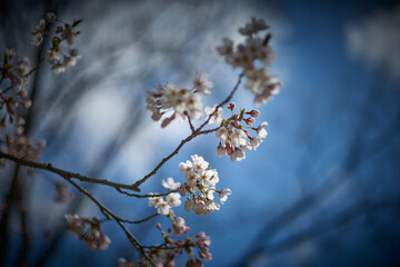 Cherry blossoms