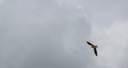 a barn swallow (Hirundo rustica) in flight under a blue spring sky, white cloud
