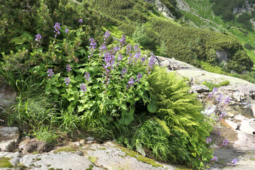 Dolina Roztoki in Tatra Mountains, Poland. © Studio Barcelona