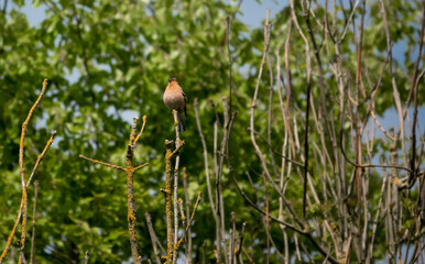 a male chaffinch (Fringilla coelebs) high in spring treetops