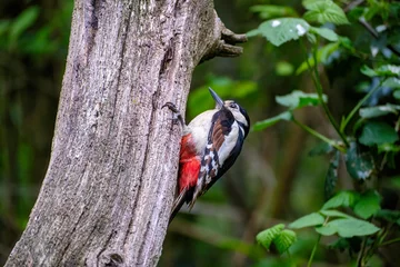 Tuinposter Grote bonte specht - Great spotted woodpecker © Holland-PhotostockNL