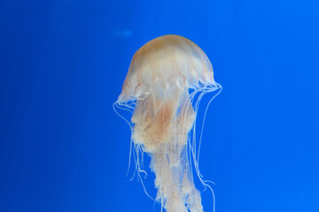 Jellyfish swimming in water. Blue background.