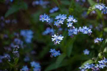 忘れな草
