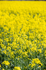 Fototapeta premium 菜の花畑