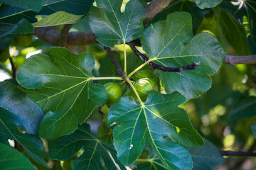 Close up of fresh ripe green figs on a tree hidden between the leaves