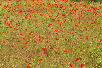 View of a field with red flowering corn poppies in Rheinhessen/Germany