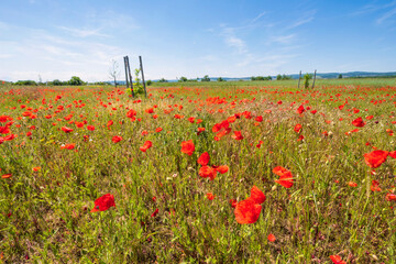 View of a field with red flowering corn poppies in Rheinhessen/Germany