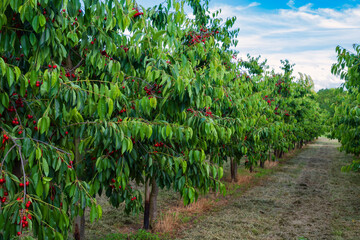 View of a cherry orchard with juicy fresh ripe cherries on the trees in the Rheingau/Germany - obrazy, fototapety, plakaty