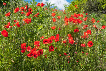 View towards red poppy flowers on the roadside in Rhineland-Palatinate/Germany
