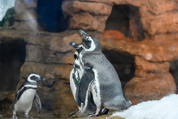 Naklejka premium Spheniscus magellanicus in the aquarium