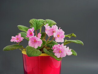 Saintpaulia ( African violets, Streptocarpus teitensis ) with pink flowers in a pot.  Home plants. Blooming violets, side view.
