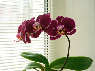  Blooming burgundy colored orchid flower on the windowsill. Phalaenopsis (Floriclone Fancy Fire) on the background of blinds closeup.	