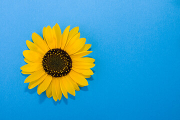 Yellow sunflower on a blue background. View from above