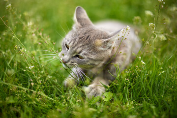 Naklejka na ściany i meble Portrait of a cute cat playing in the grass