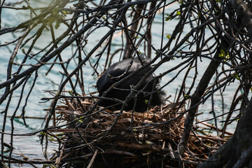 nido con uova di folaga sulle sponde del fiume mincio