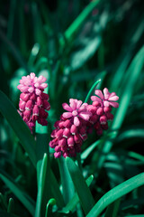 Nature. Blooming spring background. Bright colorful spring flowers. Garden at sunset. Trees in flowers. spring background