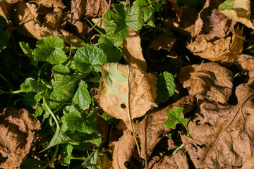 Autumn leaves on a green lawn. 