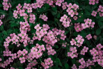 Nature. Blooming spring background. Bright colorful spring flowers. Garden at sunset. Trees in flowers. spring background