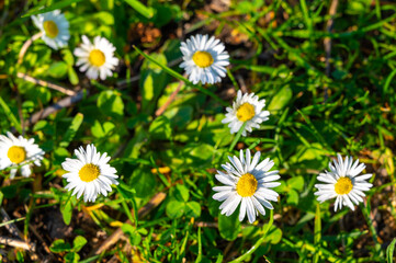 Lawn, grass and blossoming daisies, the arrival of spring.
