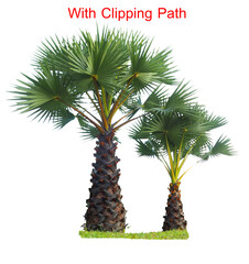 Palm trees for garden decoration on colored background with clipping path