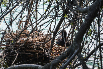 nido con uova di folaga sulle sponde del fiume mincio
