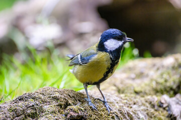 Koolmees - Great tit