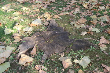 北海道の形をした切り株