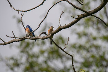 Male and female bluebirds perched on a black walnut tree branch