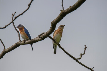 Male and female bluebirds search for food while small insect hovers behind them