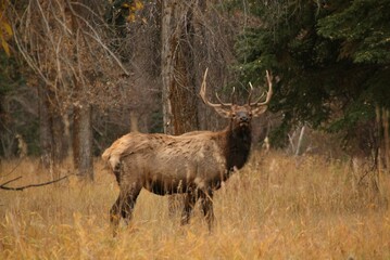 A large male elk during "the rut" faces the camera