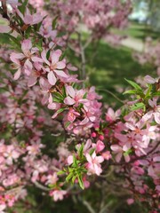 A bush with pink almond flowers.