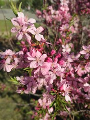 A bush with pink almond flowers.