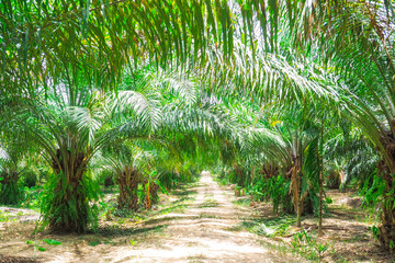 6-year-old oil palm plots in Thailand