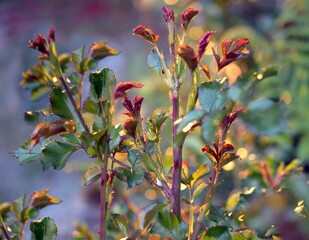 les rosiers du début de printemps
