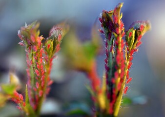 les pucerons sur le rosier