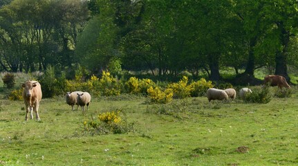 le taurillon et les moutons à Briec en Cornouaille Bretagne France 