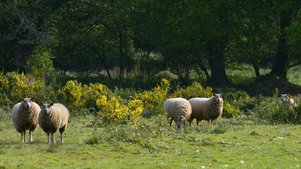 Obraz premium les moutons à Briec en Cornouaille Bretagne France 