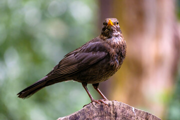 Merel - Blackbird