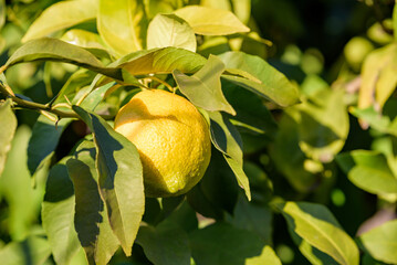 Fruit of lemon, on the tree