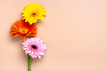 Bouquet of gerberas on beige background Top view Flat lay Holiday greeting card Happy moter's day, 8 March, Valentine's day, Easter concept Copy space Mock up